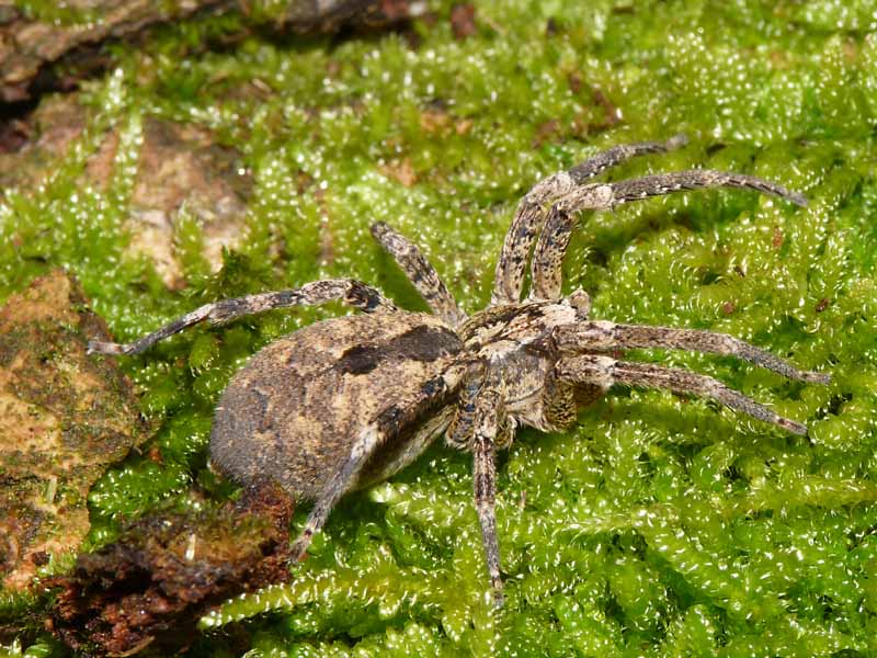 Zoropsis spinimana